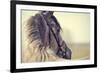 Portrait of a Sports Stallion in a Bridle.-Elya Vatel-Framed Photographic Print