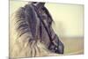 Portrait of a Sports Stallion in a Bridle.-Elya Vatel-Mounted Photographic Print