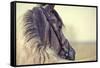 Portrait of a Sports Stallion in a Bridle.-Elya Vatel-Framed Stretched Canvas