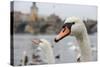 Portrait of A Swan in Prague-FERKHOVA-Stretched Canvas