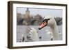 Portrait of A Swan in Prague-FERKHOVA-Framed Photographic Print