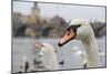 Portrait of A Swan in Prague-FERKHOVA-Mounted Photographic Print