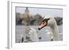 Portrait of A Swan in Prague-FERKHOVA-Framed Photographic Print