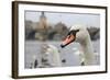 Portrait of A Swan in Prague-FERKHOVA-Framed Photographic Print