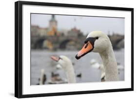 Portrait of A Swan in Prague-FERKHOVA-Framed Photographic Print