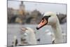 Portrait of A Swan in Prague-FERKHOVA-Mounted Photographic Print