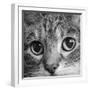 Portrait of a Tabby Cat-Panoramic Images-Framed Photographic Print
