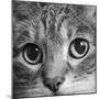 Portrait of a Tabby Cat-Panoramic Images-Mounted Photographic Print