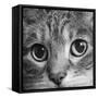 Portrait of a Tabby Cat-Panoramic Images-Framed Stretched Canvas