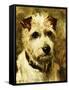 Portrait of a Terrier: Darkie, 1903-John Emms-Framed Stretched Canvas