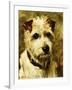 Portrait of a Terrier: Darkie, 1903-John Emms-Framed Giclee Print