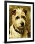 Portrait of a Terrier: Darkie, 1903-John Emms-Framed Giclee Print