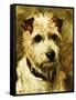 Portrait of a Terrier: Darkie, 1903-John Emms-Framed Stretched Canvas