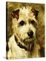 Portrait of a Terrier: Darkie, 1903-John Emms-Stretched Canvas