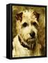 Portrait of a Terrier: Darkie, 1903-John Emms-Framed Stretched Canvas