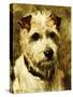 Portrait of a Terrier: Darkie, 1903-John Emms-Stretched Canvas