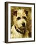 Portrait of a Terrier: Darkie, 1903-John Emms-Framed Giclee Print