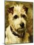 Portrait of a Terrier: Darkie, 1903-John Emms-Mounted Giclee Print