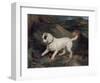 Portrait of a Terrier-Edwin Henry Landseer-Framed Giclee Print