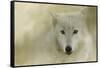 Portrait of a Timber Wolf-Jai Johnson-Framed Stretched Canvas