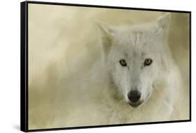 Portrait of a Timber Wolf-Jai Johnson-Framed Stretched Canvas