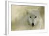 Portrait of a Timber Wolf-Jai Johnson-Framed Giclee Print