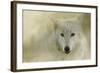 Portrait of a Timber Wolf-Jai Johnson-Framed Giclee Print