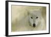 Portrait of a Timber Wolf-Jai Johnson-Framed Giclee Print