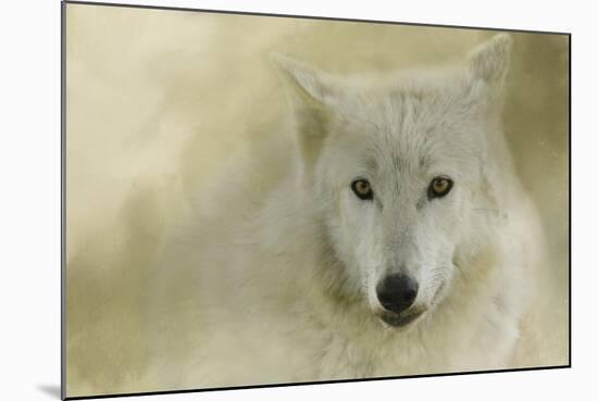 Portrait of a Timber Wolf-Jai Johnson-Mounted Giclee Print