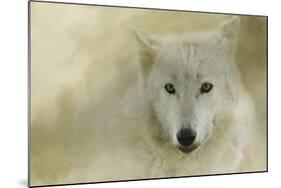 Portrait of a Timber Wolf-Jai Johnson-Mounted Giclee Print