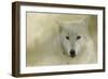 Portrait of a Timber Wolf-Jai Johnson-Framed Giclee Print