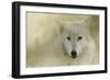 Portrait of a Timber Wolf-Jai Johnson-Framed Giclee Print