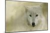 Portrait of a Timber Wolf-Jai Johnson-Mounted Giclee Print