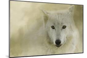 Portrait of a Timber Wolf-Jai Johnson-Mounted Giclee Print