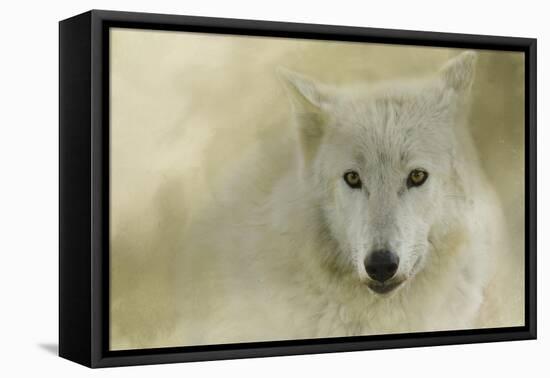 Portrait of a Timber Wolf-Jai Johnson-Framed Stretched Canvas