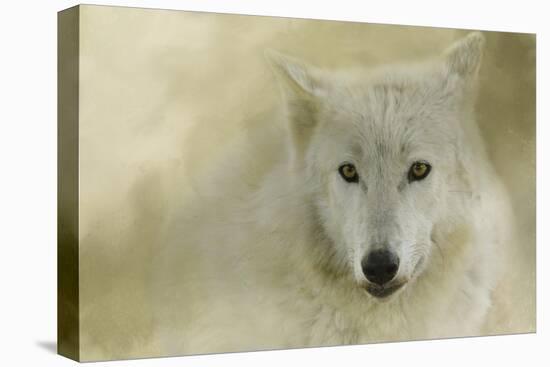 Portrait of a Timber Wolf-Jai Johnson-Stretched Canvas