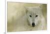 Portrait of a Timber Wolf-Jai Johnson-Framed Giclee Print