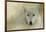 Portrait of a Timber Wolf-Jai Johnson-Framed Giclee Print