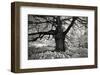 Portrait of a Tree, Study 10-Marcin Stawiarz-Framed Art Print