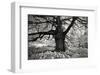 Portrait of a Tree, Study 10-Marcin Stawiarz-Framed Art Print