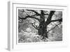 Portrait of a Tree, Study 12-Marcin Stawiarz-Framed Art Print