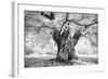 Portrait of a Tree, Study 18-Marcin Stawiarz-Framed Art Print