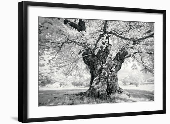 Portrait of a Tree, Study 18-Marcin Stawiarz-Framed Art Print