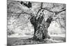 Portrait of a Tree, Study 18-Marcin Stawiarz-Mounted Art Print