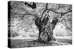 Portrait of a Tree, Study 18-Marcin Stawiarz-Stretched Canvas
