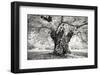 Portrait of a Tree, Study 18-Marcin Stawiarz-Framed Art Print