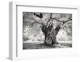 Portrait of a Tree, Study 18-Marcin Stawiarz-Framed Art Print