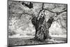 Portrait of a Tree, Study 18-Marcin Stawiarz-Mounted Art Print