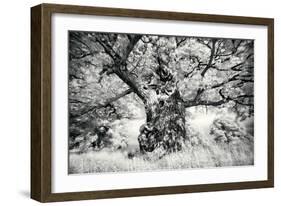 Portrait of a Tree, Study 1-Marcin Stawiarz-Framed Art Print