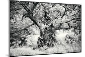 Portrait of a Tree, Study 1-Marcin Stawiarz-Mounted Art Print